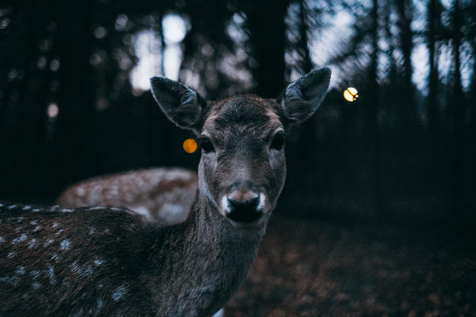 An Introduction to Vue Lifecycle Hooks